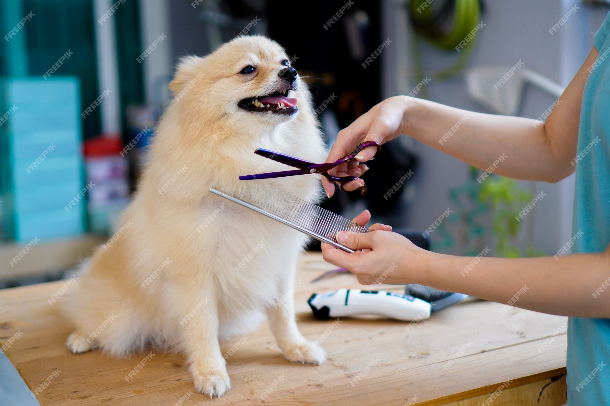 Premium Photo | Someone grooming or cut a dog hair a pomeranian or small dog  breed with a scissors