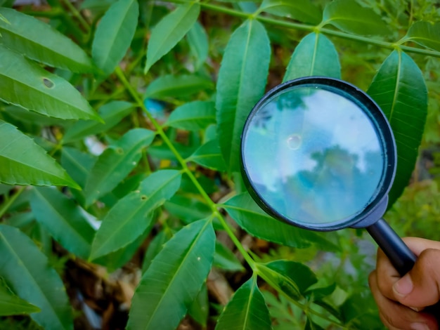 家の周りで植物が成長するのを見ながら虫眼鏡を持っている人