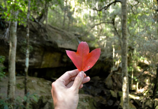 Someone hold a Maple red leaf in the forest