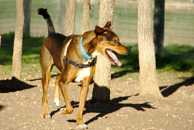 何かが犬の注意を引く