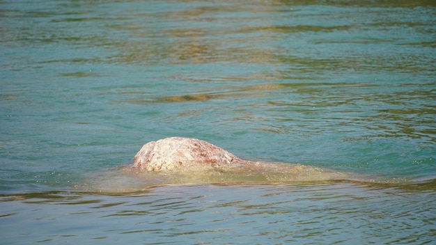 something floating on the above of river