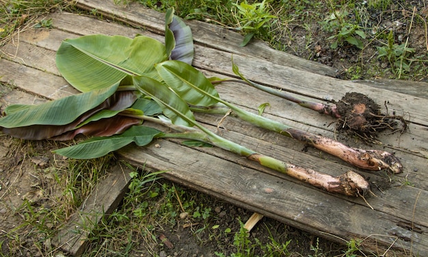 Sommige bananenzuigers op houten achtergrond zijn onlangs verdeeld