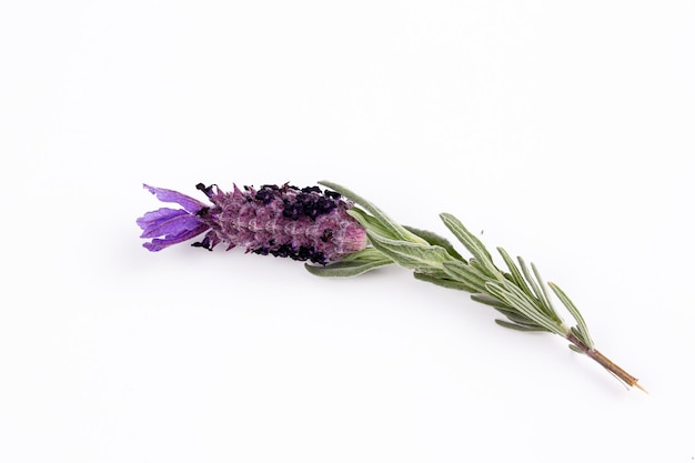 Sommige bloemen van Lavandula stoechas, Spaanse lavendel, op een witte achtergrond