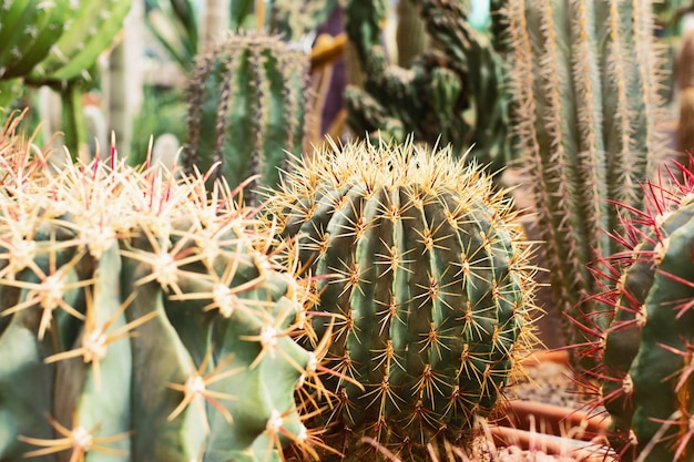 Sommige cactus in bloempot in tropische oranjerie