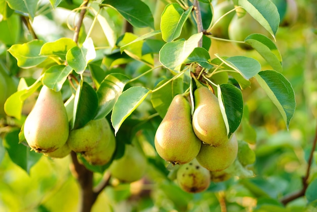 Sommige groene peren met bladeren op de tak