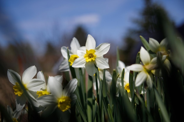 Foto sommige witte en gele narcissen in de natuur selectieve focus