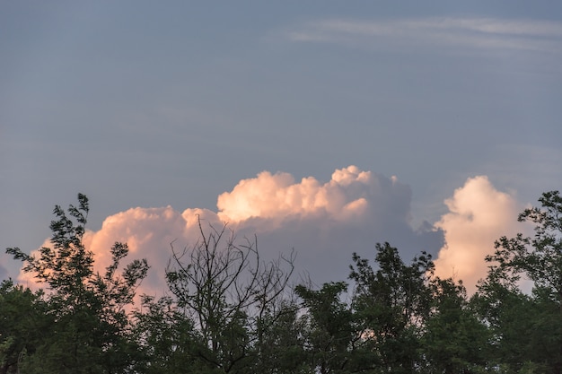 Sommige wolken in een magenta tint groeien achter bomen onder een blauwachtige hemel tijdens de lente