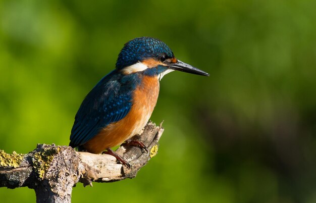 Sommon Europese ijsvogel Alcedo atthis Een jonge vogel zit op een oude mooie droge tak