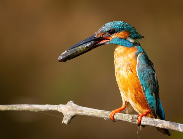 Sommon ijsvogel Alcedo op ditEen vogel met een vis in zijn bek zittend op een tak