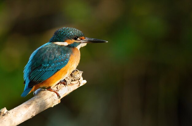 sommon kingfisher alcedo atthis the bird sits on a beautiful branch above the river waiting for a fish