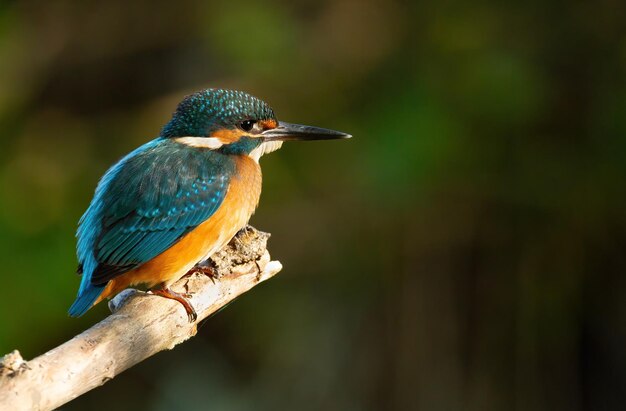 Sommon kingfisher Alcedo atthis The bird sits on a beautiful branch above the river waiting for a fish