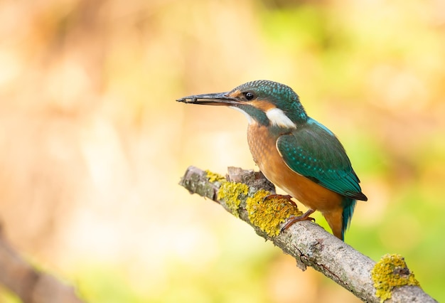 ソモン カワセミ Alcedo atthis 鳥は川の上の古い乾いた枝に座っています。