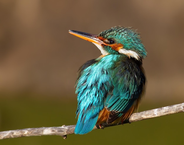 Sommon kingfisher Alcedo atthis A female bird sits on a branch and looks away