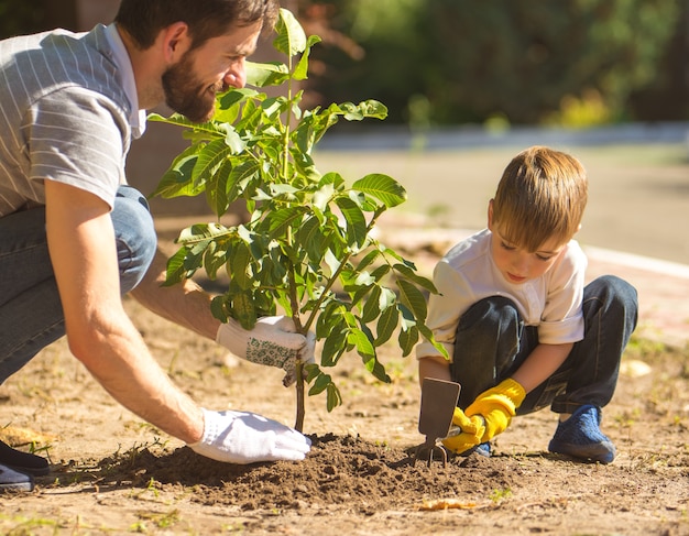 The son and a father plant a tree