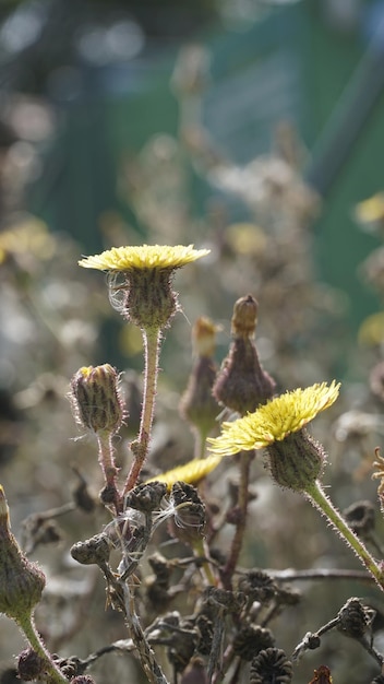 가시 엉겅퀴라고도 알려진 Sonchus asper 거친 우유 엉겅퀴 등