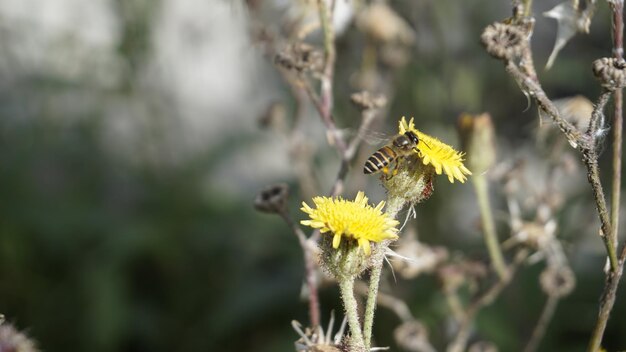 Sonchus asper 別名 Spiny sowthistle ラフオオアザミなど