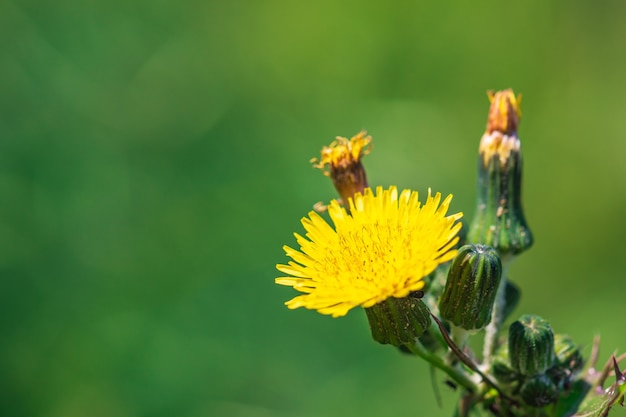 Photo sonchus asper flower, also commonly known as  prickly sow thistle, rough milk thistle, spiny sowthistle, sharp fringed sow thistle