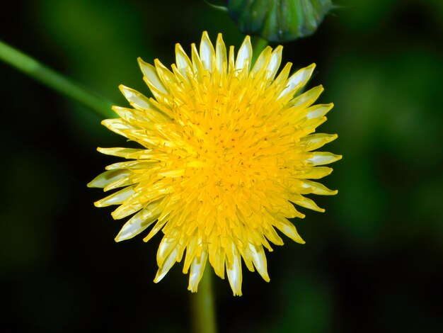 Photo sonchus asper yellow flower in wild nature