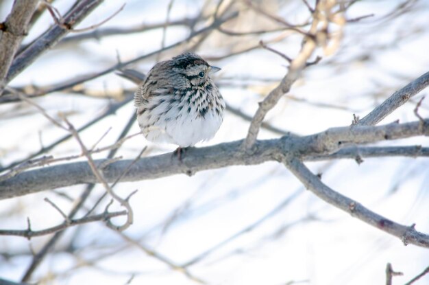 사진 겨울에 노래하는 새끼새는 벌거벗은 가지에 부풀어