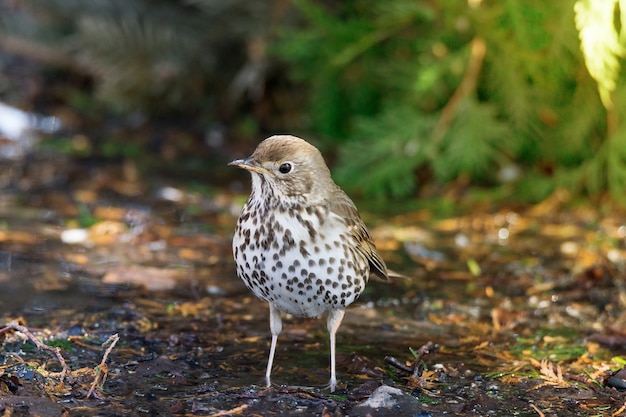 Song thrush on the ground