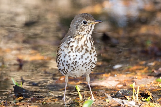 Song thrush on the ground