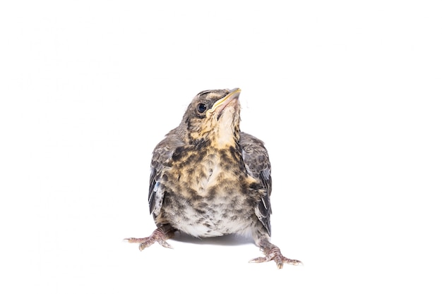 Song thrush isolated on white