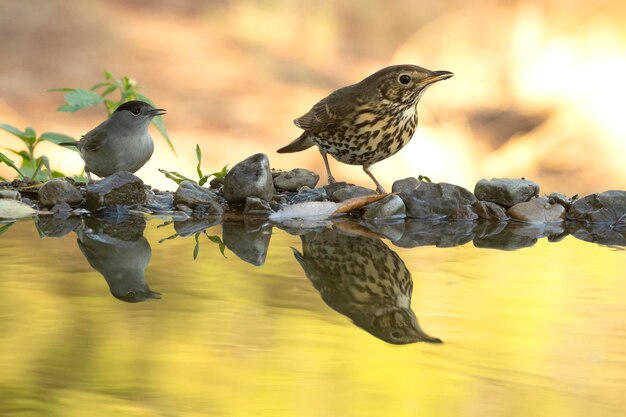 Song thrush in a natural water point within a Mediterranean forest of pines and oaks in autumn