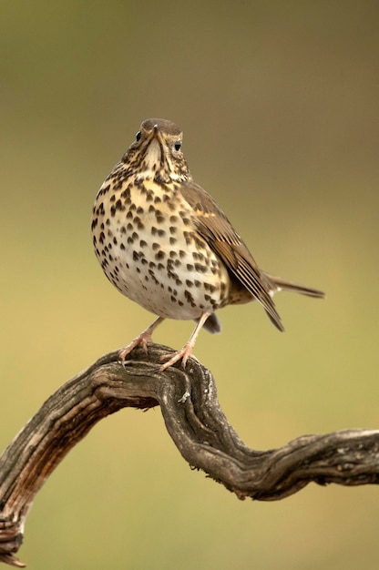 Song thrush on a perch within an oak and pine forest at first light on a cold late autumn day