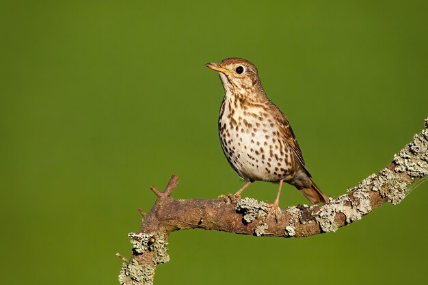 Song thrush sitting on branch in summertime nature.