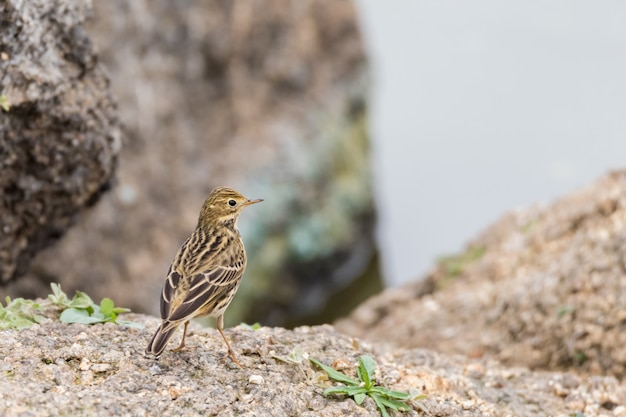 Song Thrush on stone