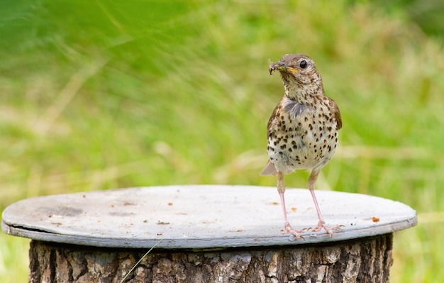 Song thrush Turdus philomelos A bird stands on a stump in the garden holding its prey in its beak