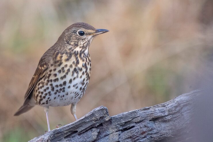 송아구창 Turdus philomelos Malaga Spain