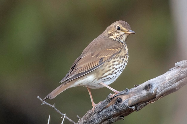 Tordo bottaccio turdus philomelos malaga spagna