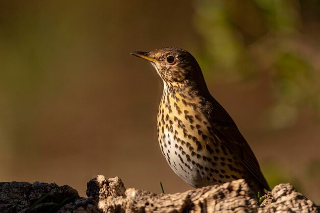 송아구창 Turdus philomelos Malaga Spain