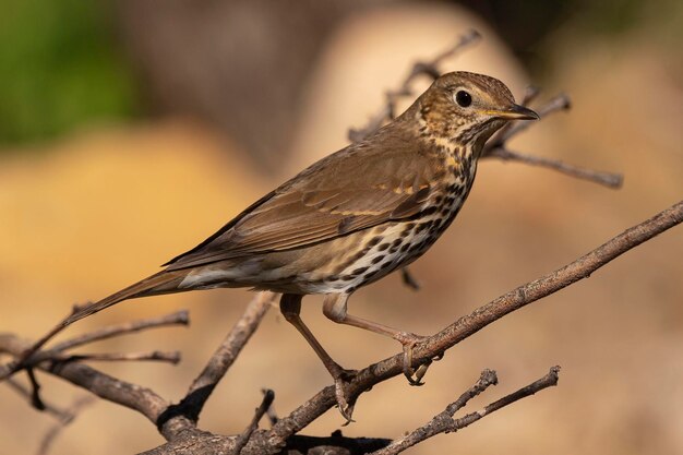 송아구창 Turdus philomelos Malaga Spain