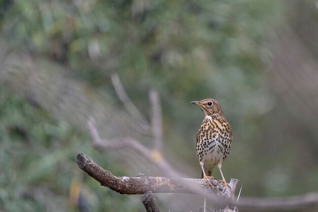 Певчий дрозд Turdus philomelos Малага Испания