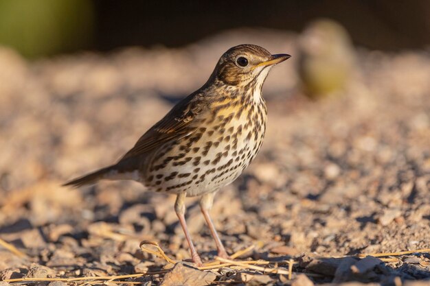 Певчий дрозд (Turdus philomelos) Малага, Испания