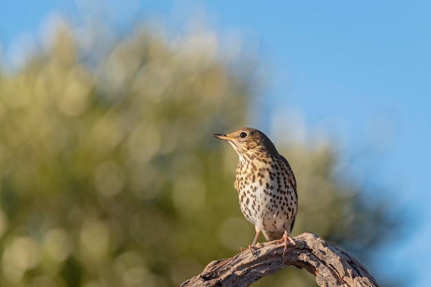 Певчий дрозд (Turdus philomelos) Малага, Испания