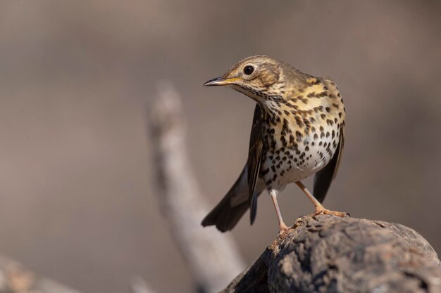 Photo song thrush turdus philomelos malaga spain