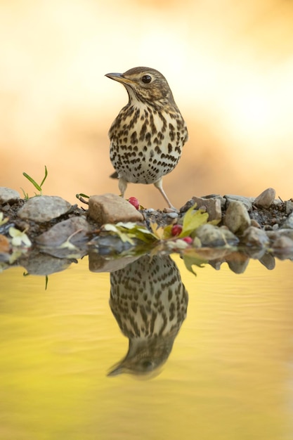 Song thrush at a water point in a Mediterranean forest with the first light of an autumn day