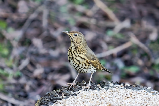 Song Thrush