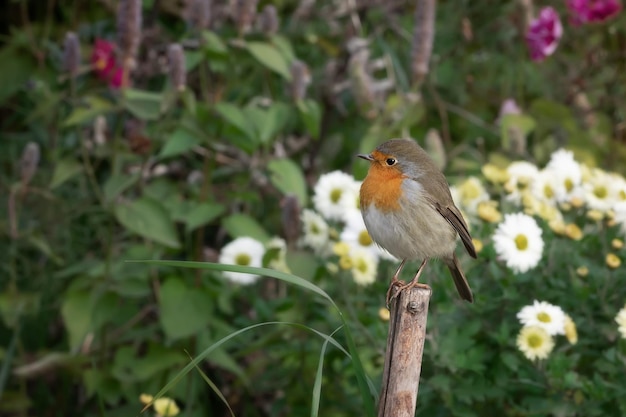 Певчая птица Erithacus rubecula сидит на живой изгородиx9