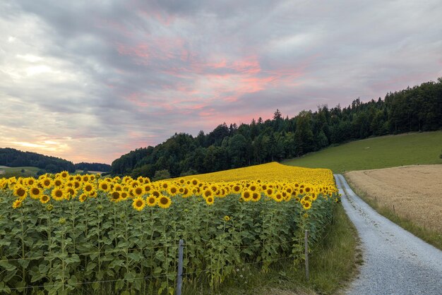 Photo sonnenblumen im abendrot