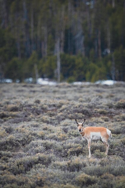 Foto sonoran pronghorn op brown grass foto