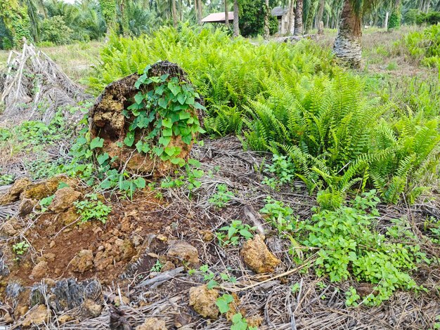 soorten varens bladeren planten gevonden in de plantage