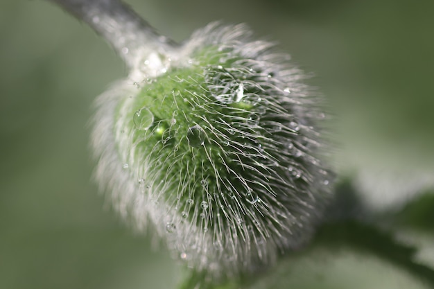 soothing flowers like a beautiful green background fluffy buds of decorative poppy in drops of wate