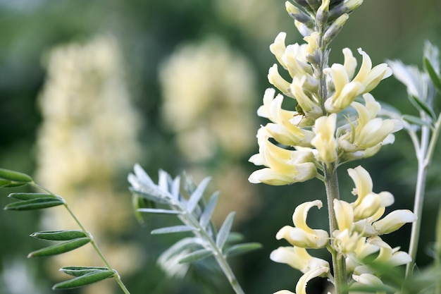 Sophora foxtail Sophora alopecuroides Sophora vulgaris 多年草薬草 マメ科ソフォラ属の一種