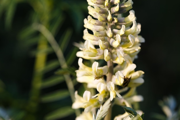 Sophora foxtail Sophora alopecuroides Sophora vulgaris 多年草薬草 マメ科ソフォラ属の一種