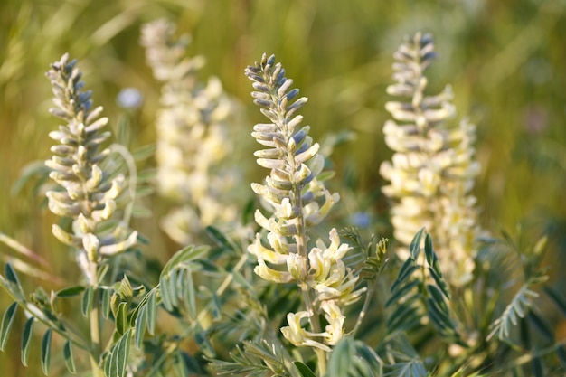 Foto sophora coda di volpe sophora alopecuroides sophora vulgaris erba medicinale perenne una specie del genere sophora nella famiglia delle leguminose fabaceae