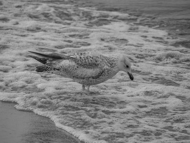 Photo sopot poland